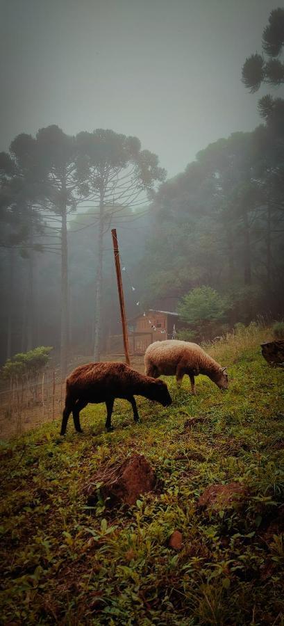 Estancia Las Araucarias Canela Exteriér fotografie